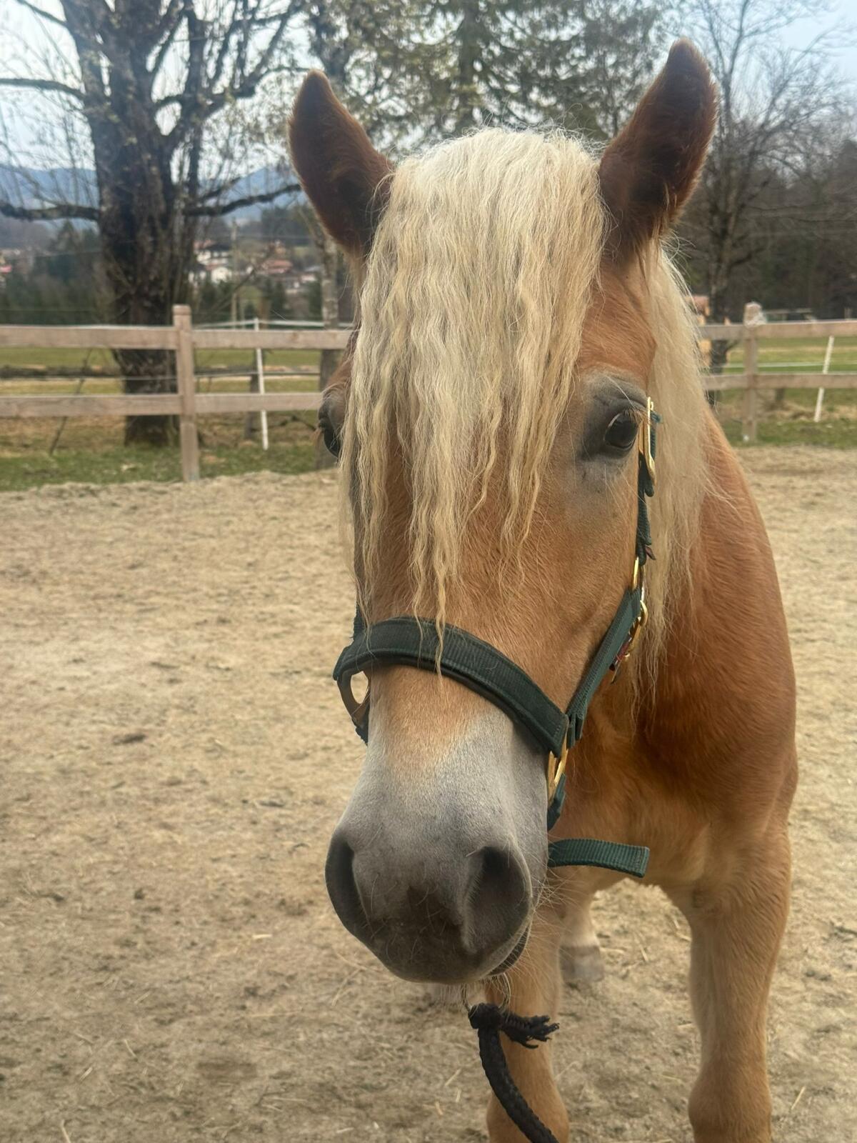 Haflinger Stute Blessa 2