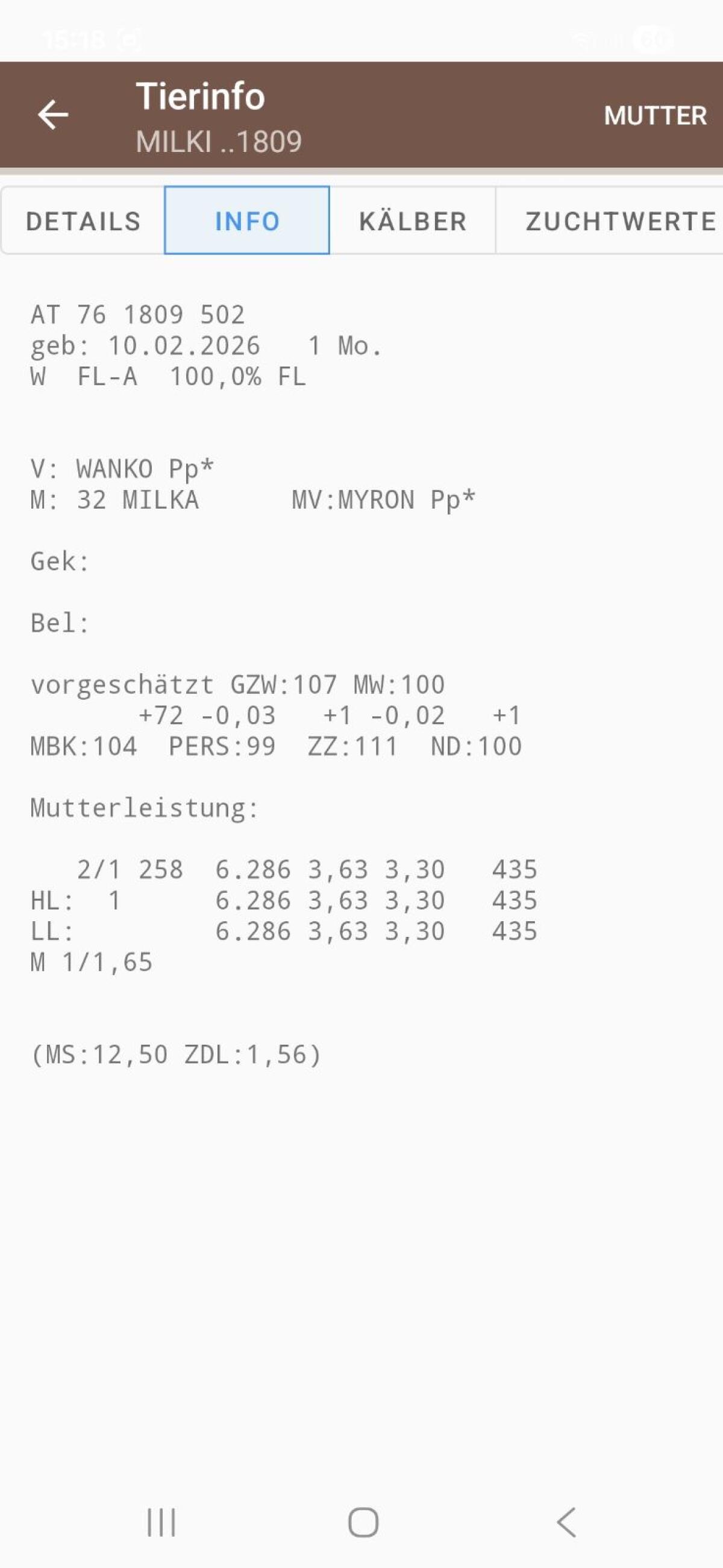Kuhkälber 3
