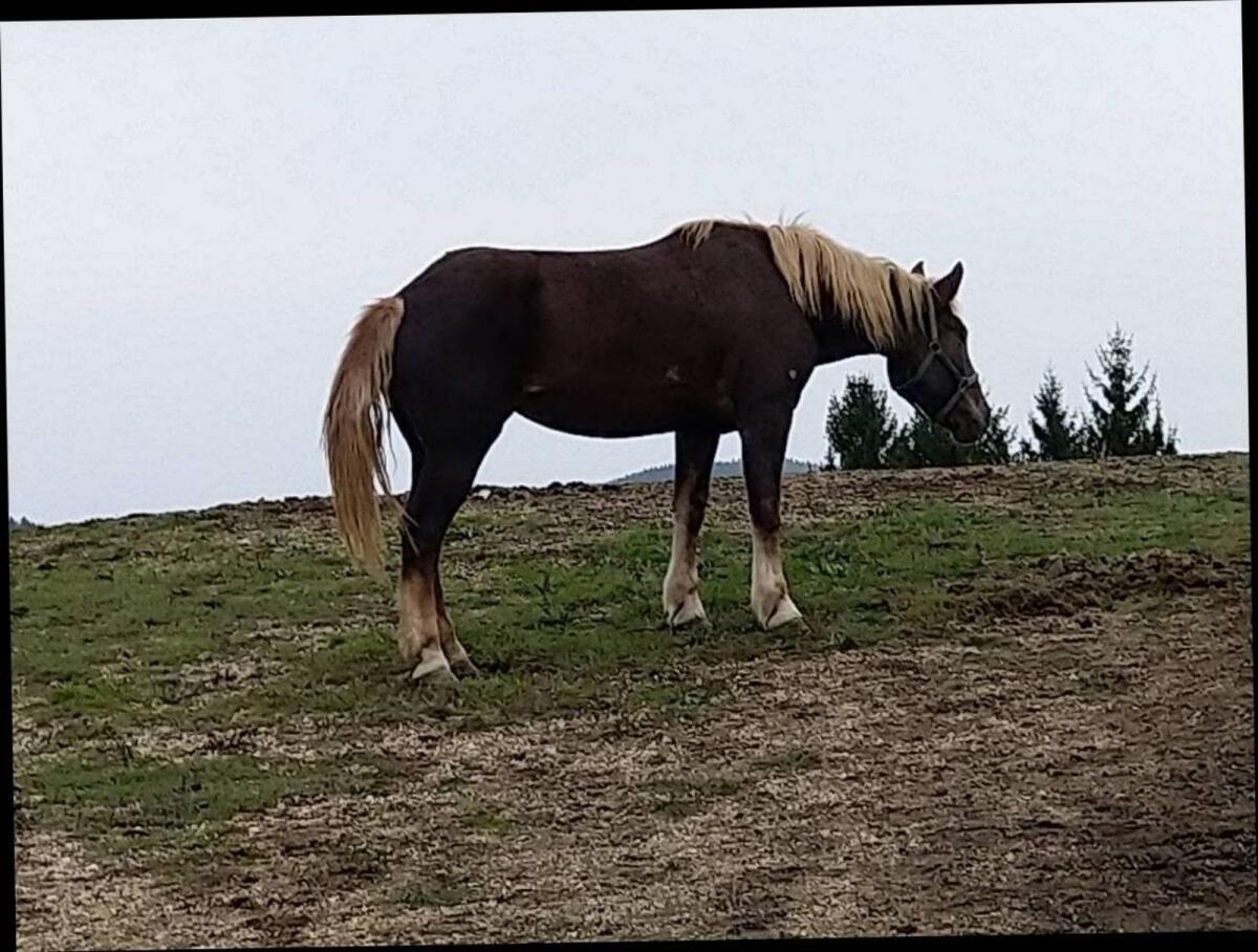 Dunkelfuchs Stuten 2