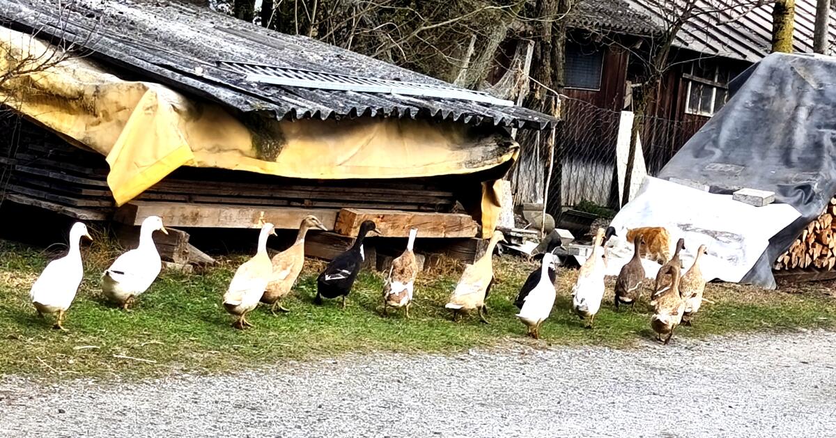 Laufenden Bio Weibchen 2