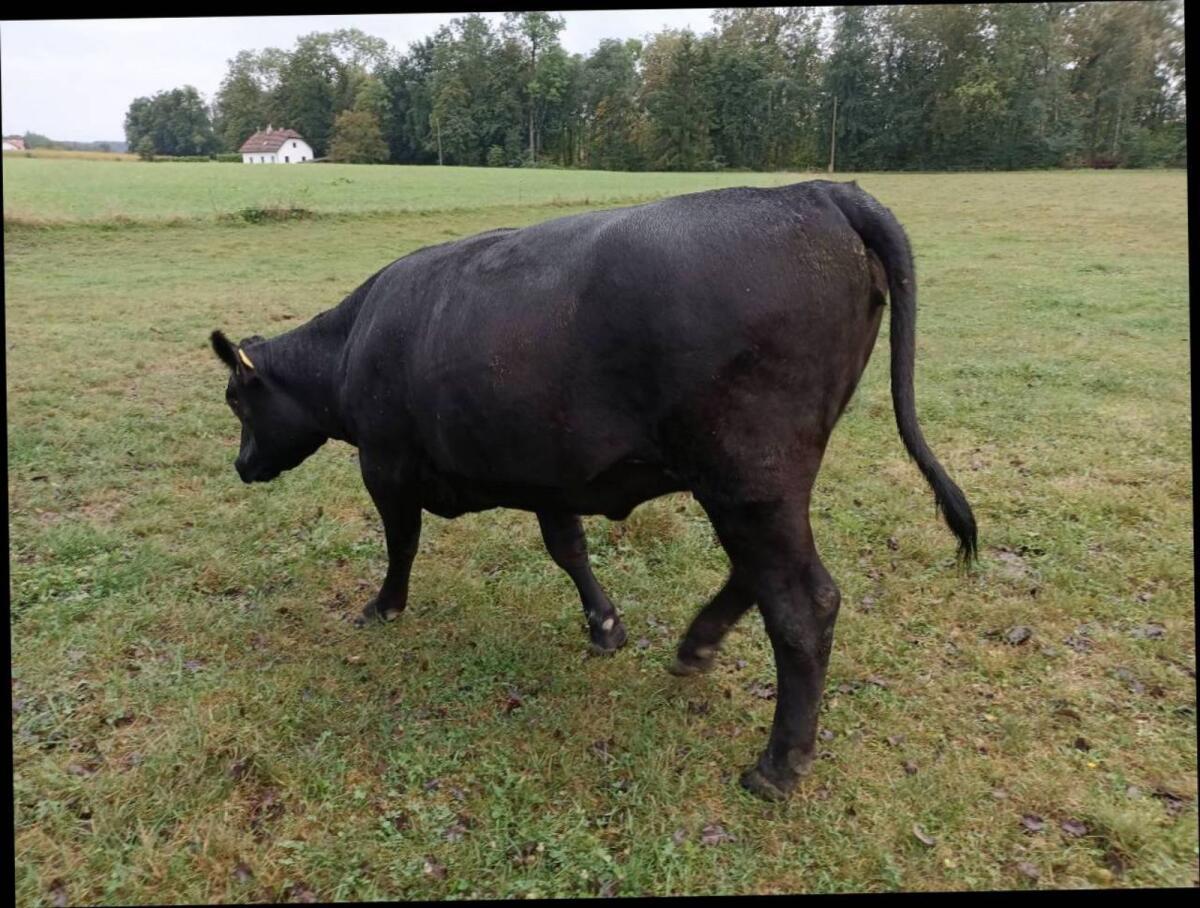 Bio Angus Kalbin 2