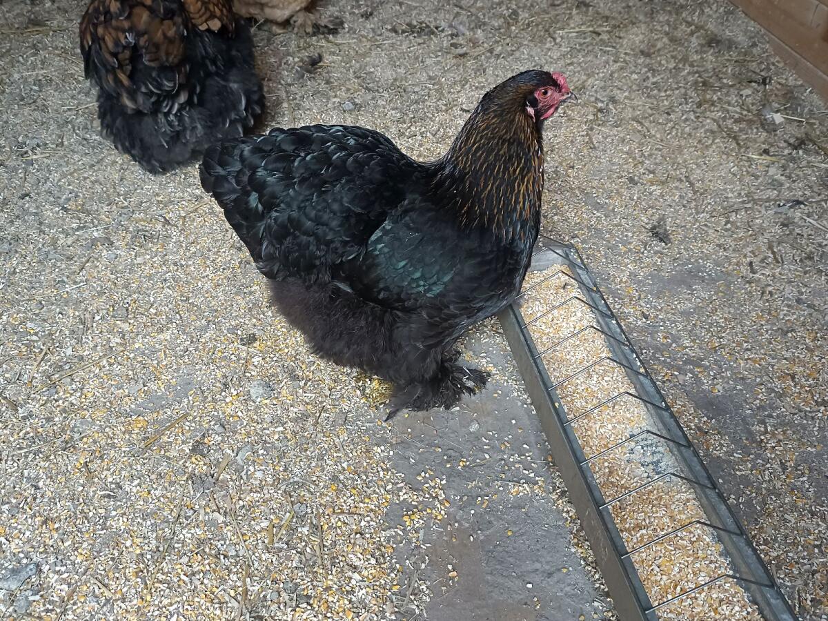 Brahma Bruteier 3