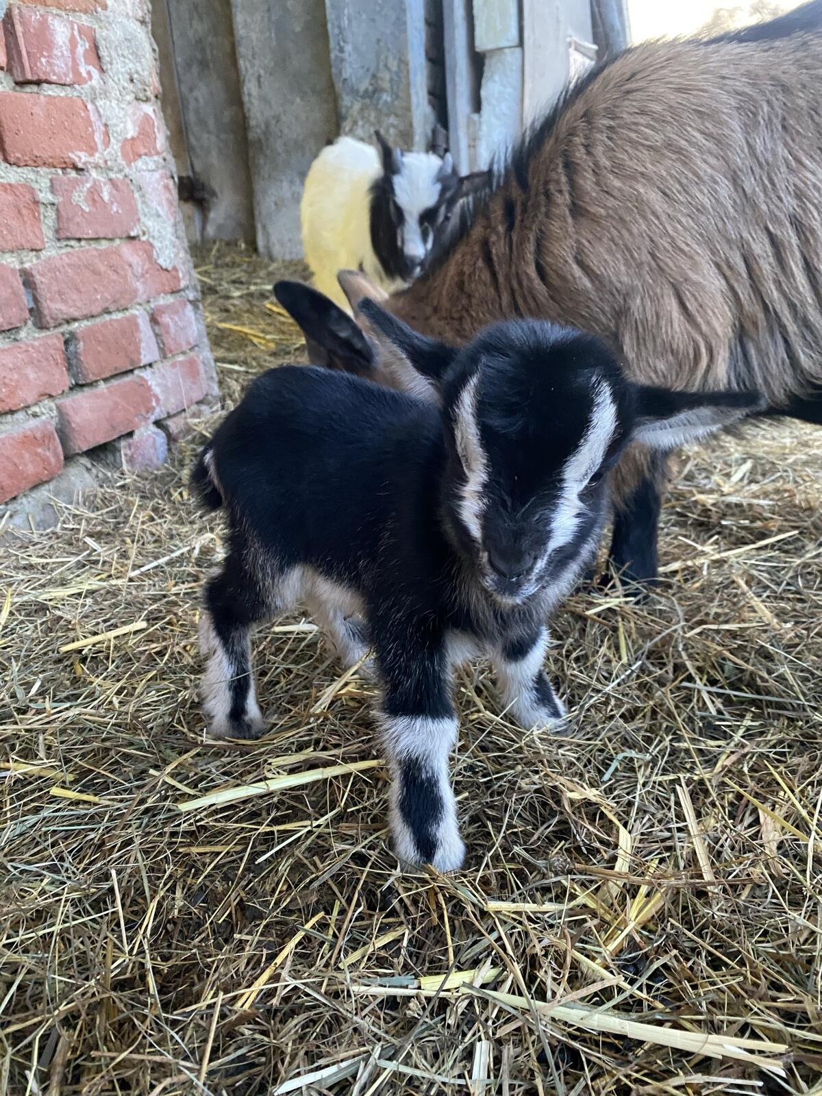 Mini Zwergziegen 2
