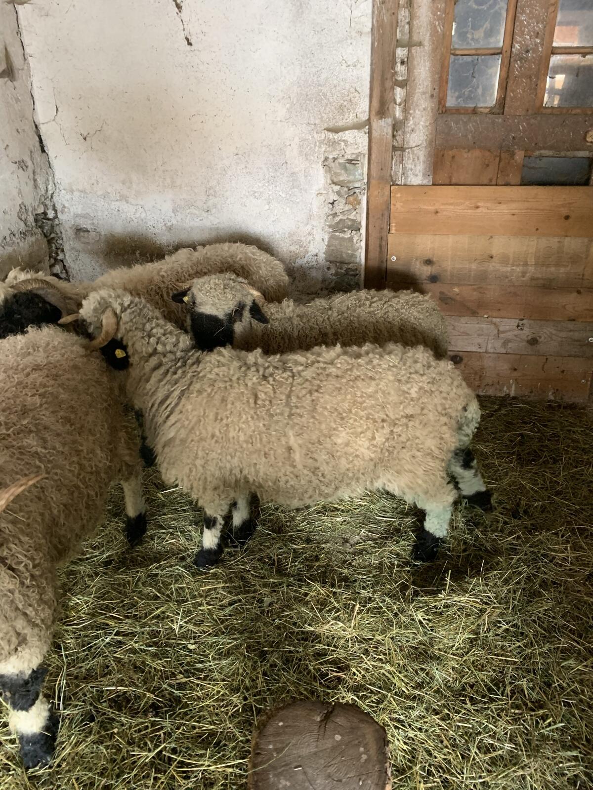 2stk wallieser Schwarznasenschaf 3