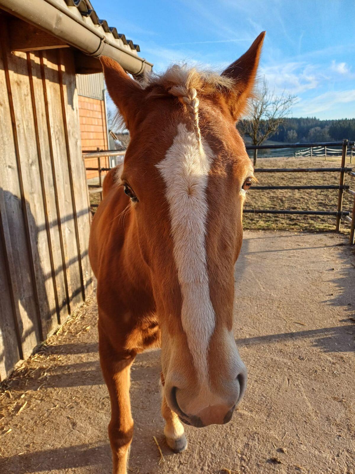 Haflinger Stute 5 Jährig 2