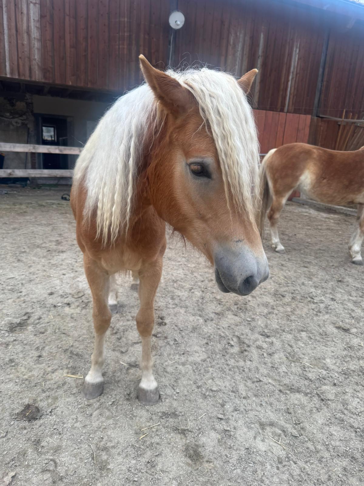 Haflinger Stute Blessa 3
