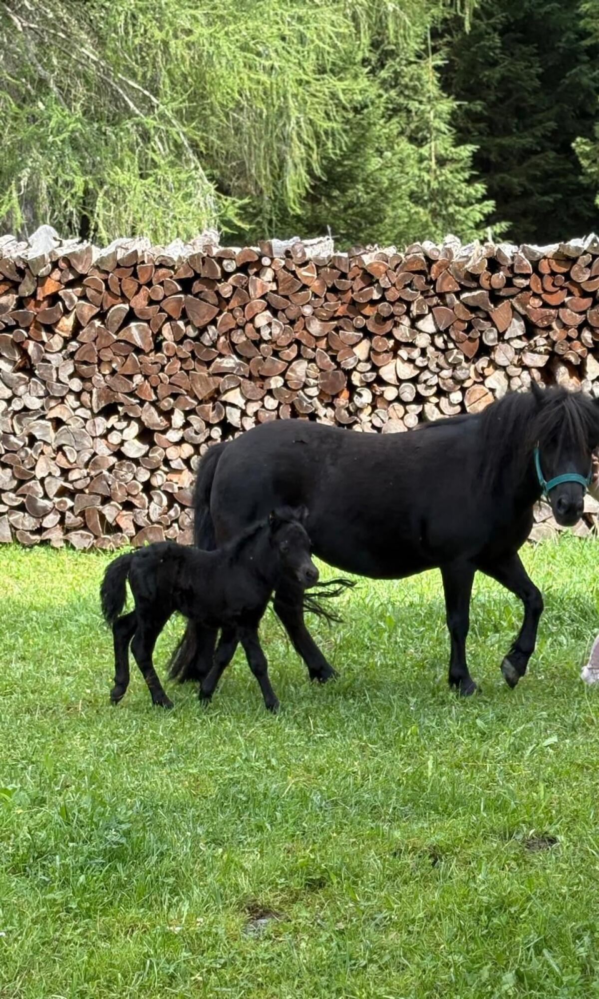 Shetlandpony Stutfohlen 3