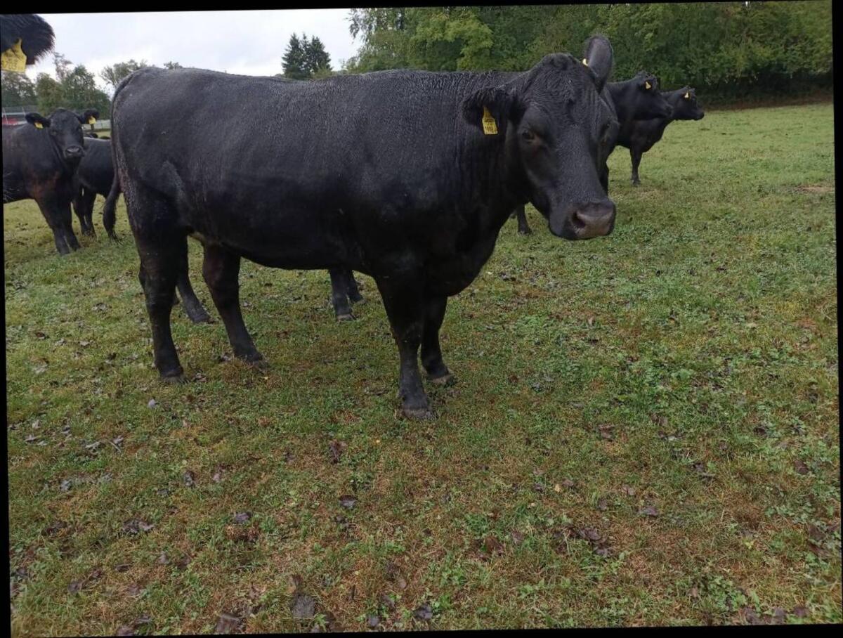 Bio Angus Kalbin 3
