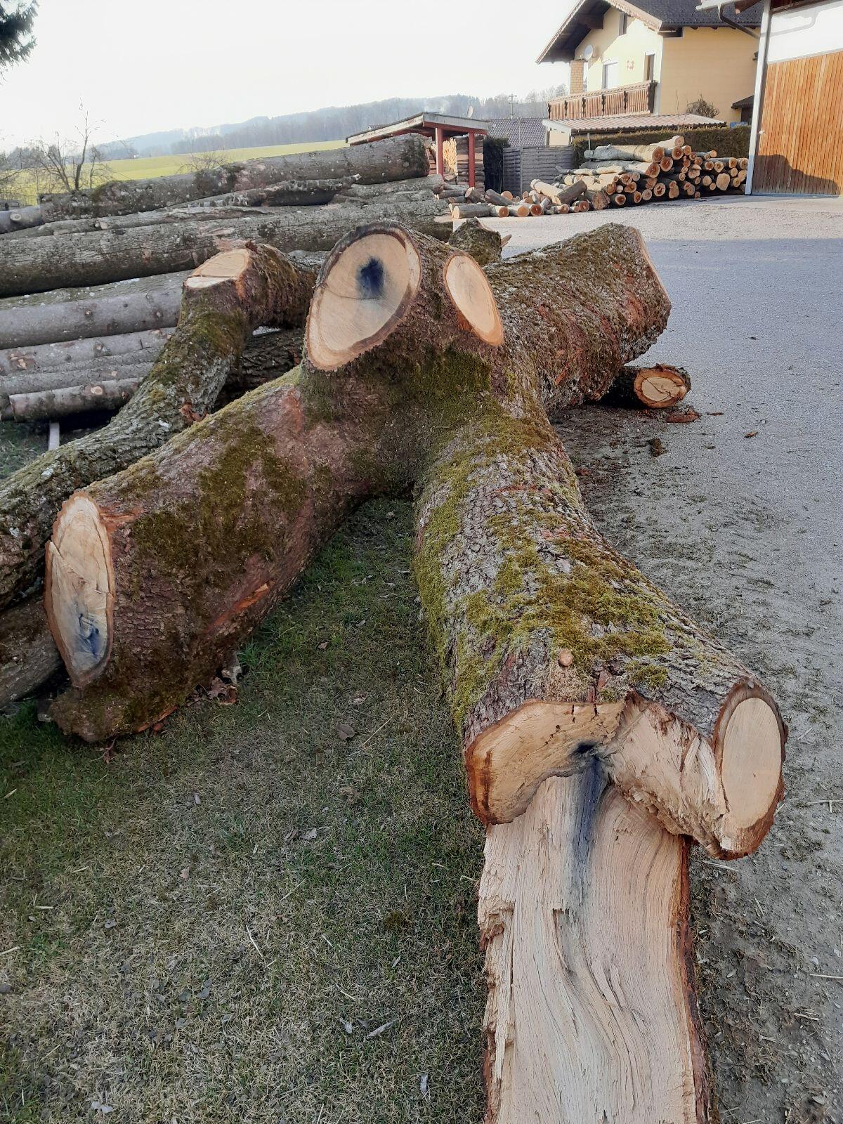 Eiche, Kirschbaum 2