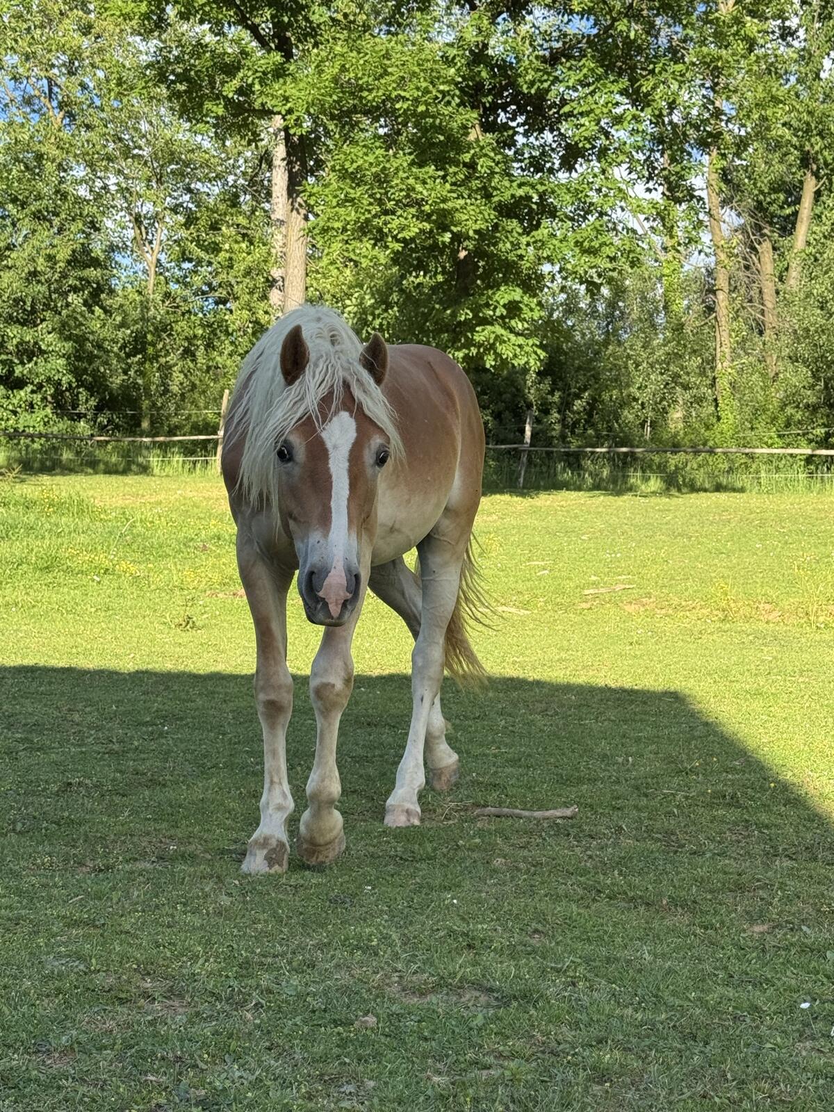 HaflingerHengst 2 Jahre 2