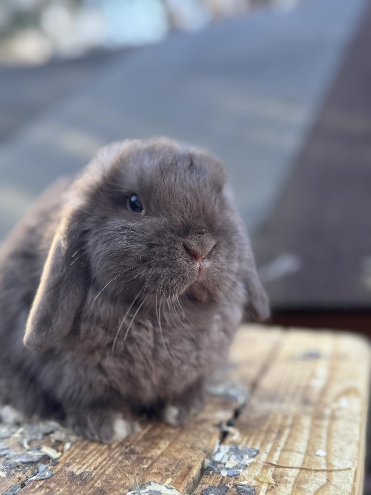 Häsin sucht einen partner 3