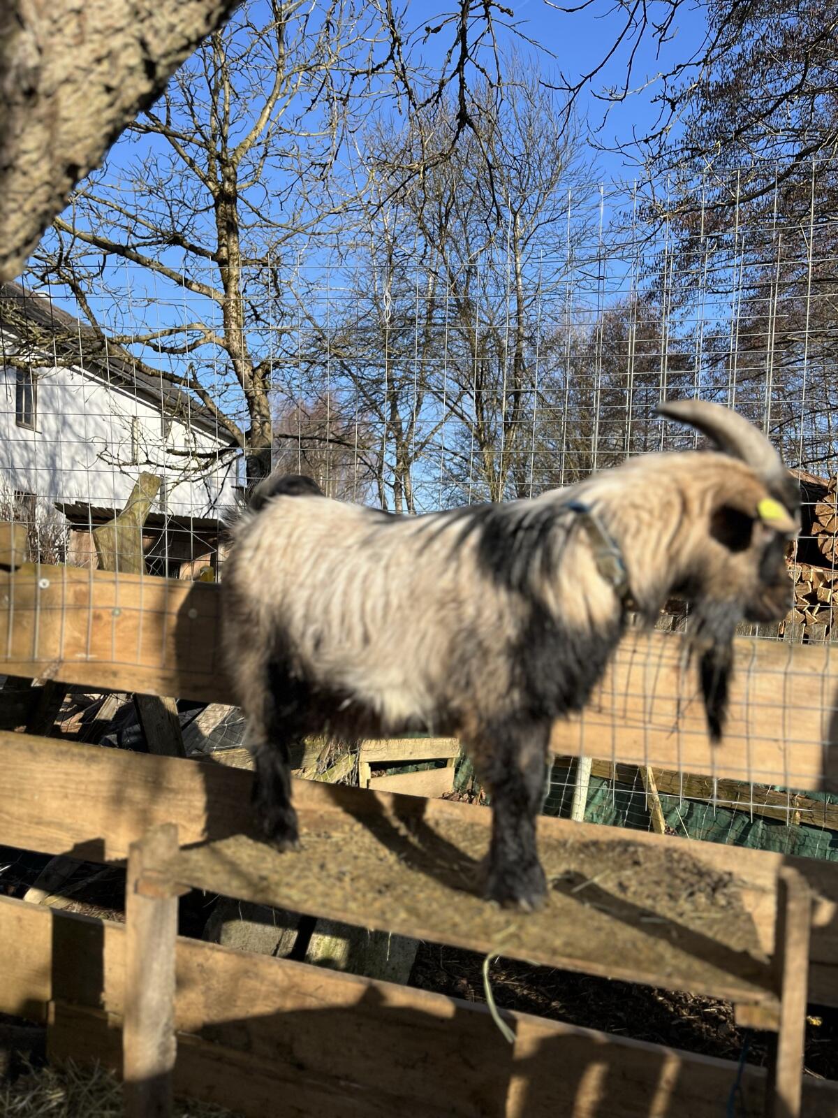 Zwergziegenbock 2