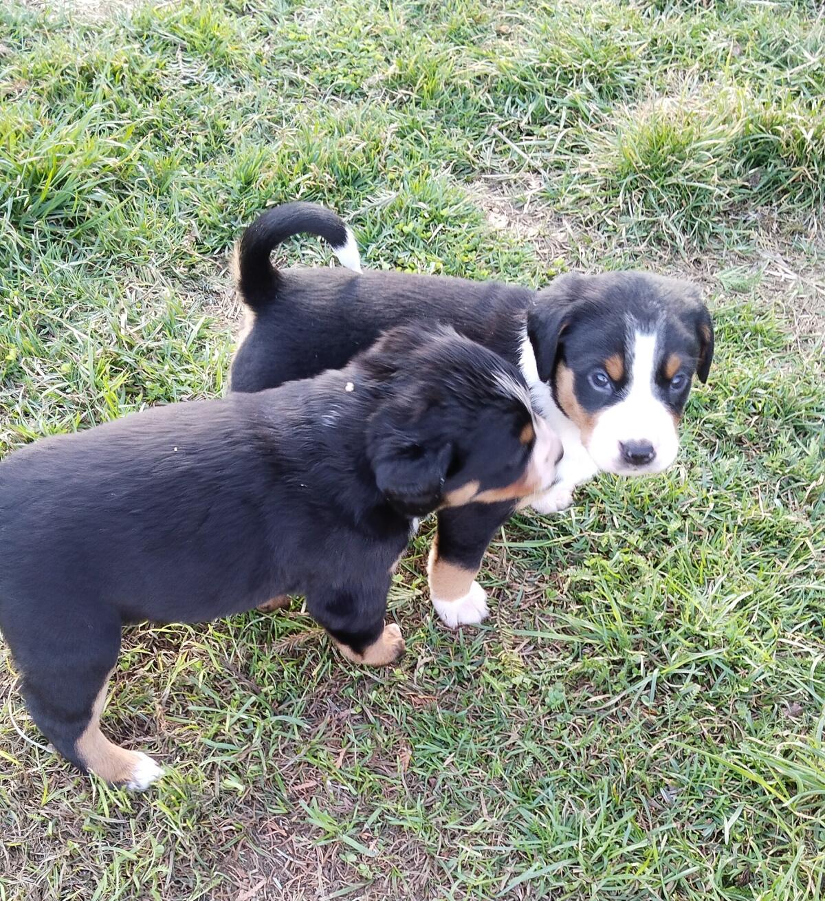Appenzeller Entlebucher Welpen 3