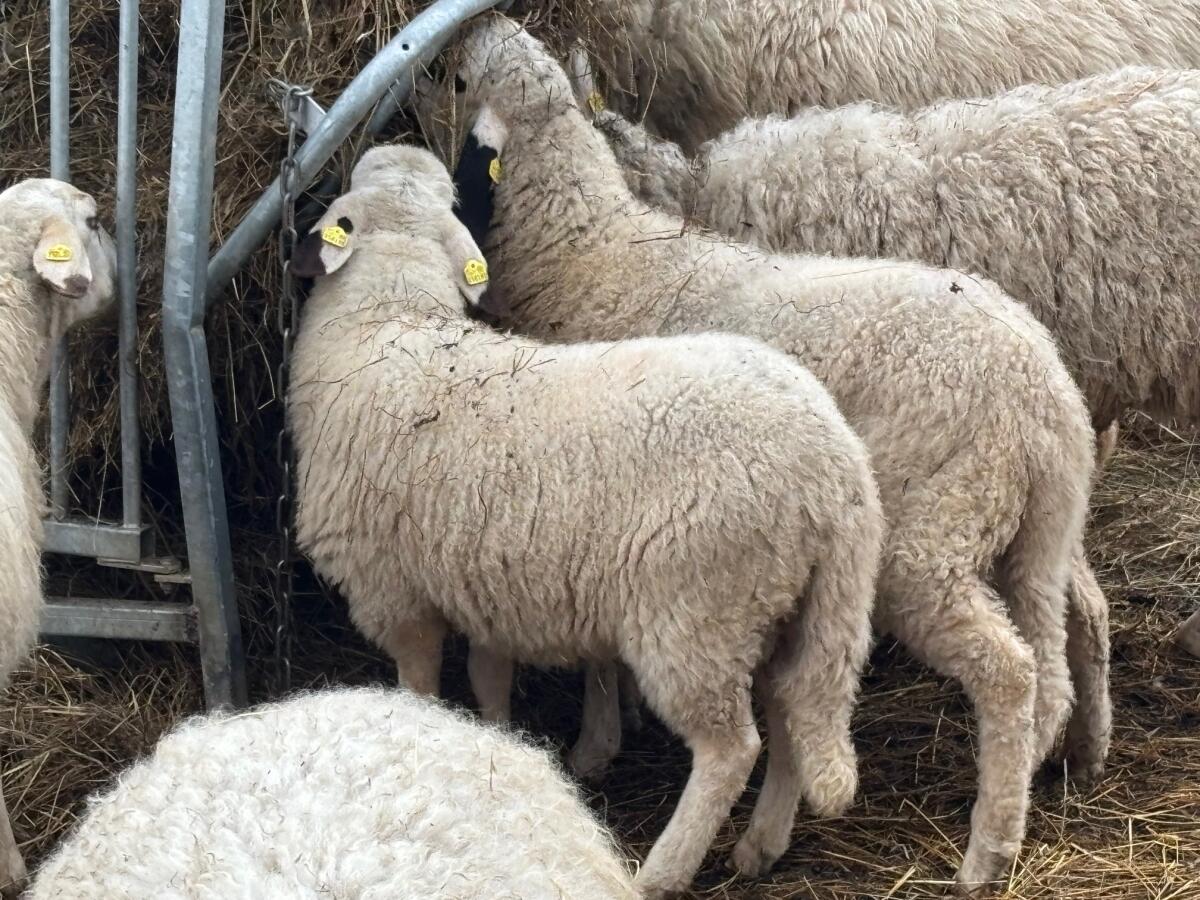 Kärntner Brillenschaf BIO 2