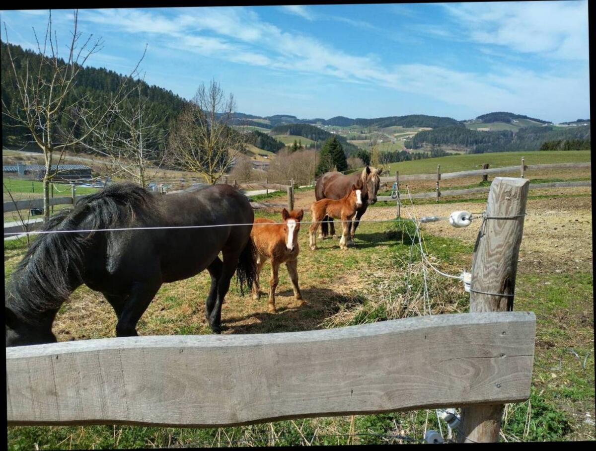 Noriker Dunkelfuchs Fohlen 2