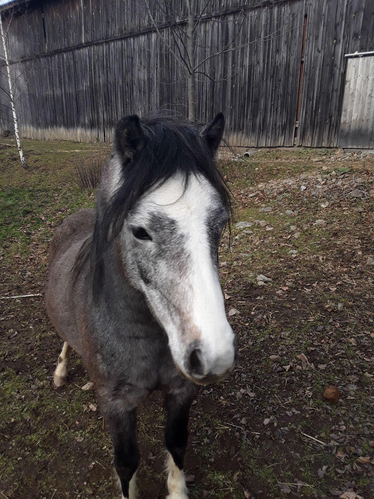 Pferd zu verkaufen! 3