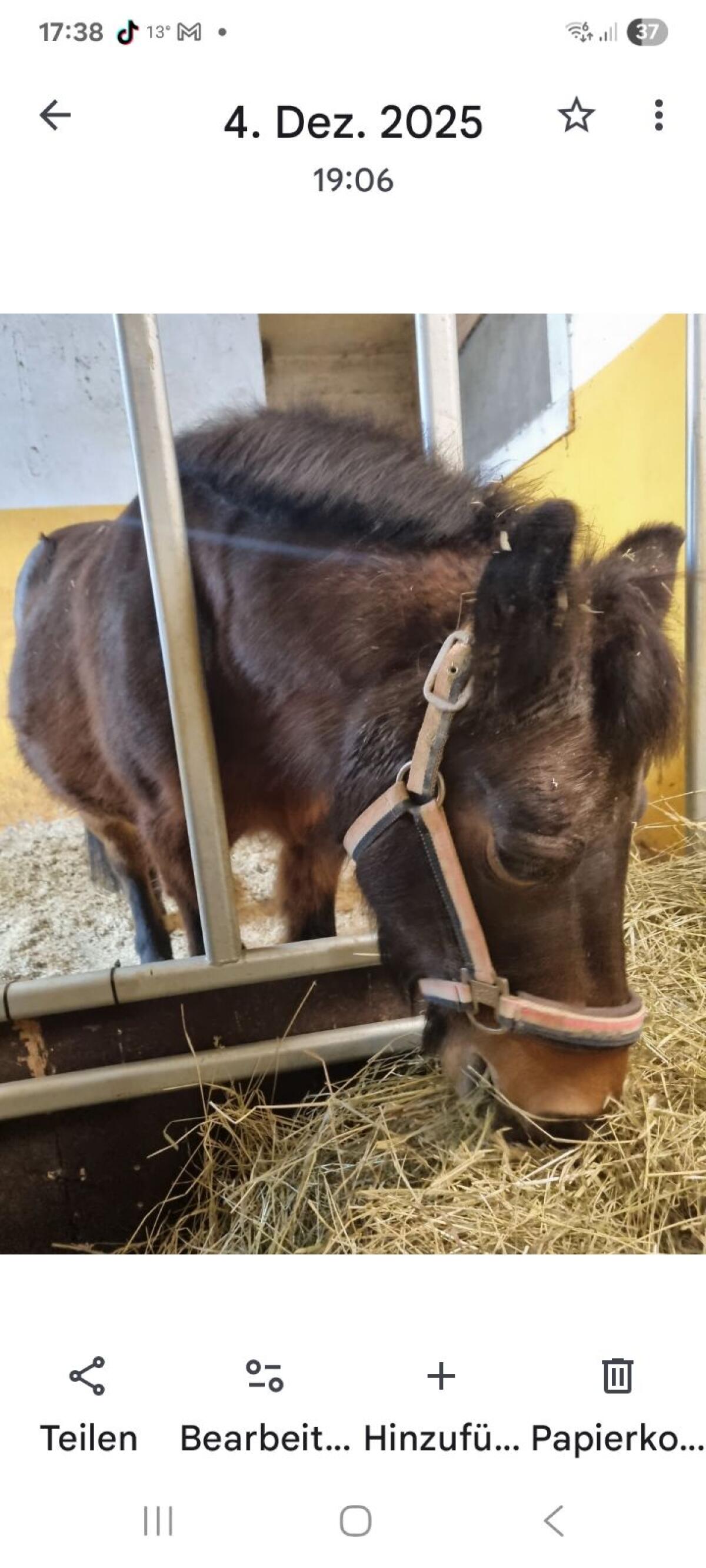 Kinderpony Stute Pony 3