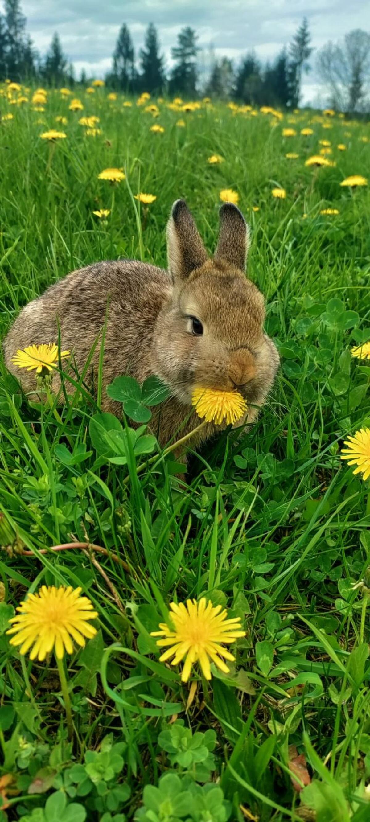 Zwergkaninchen 3