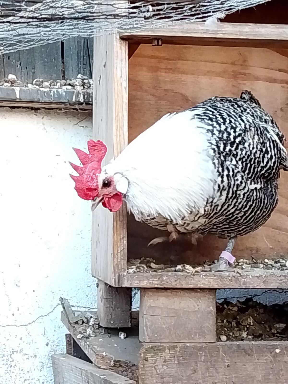 Reinrassiger Silberbrakelhahn 2