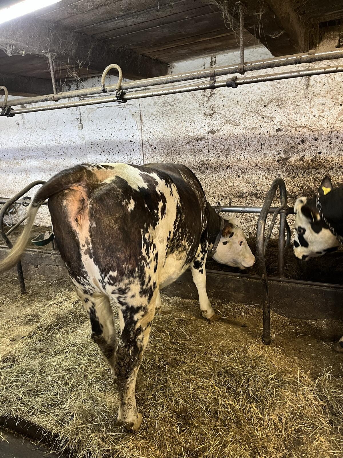 2 trächtige Normande x Fleckvieh Kalbinnen - Kalbung 10/26 3