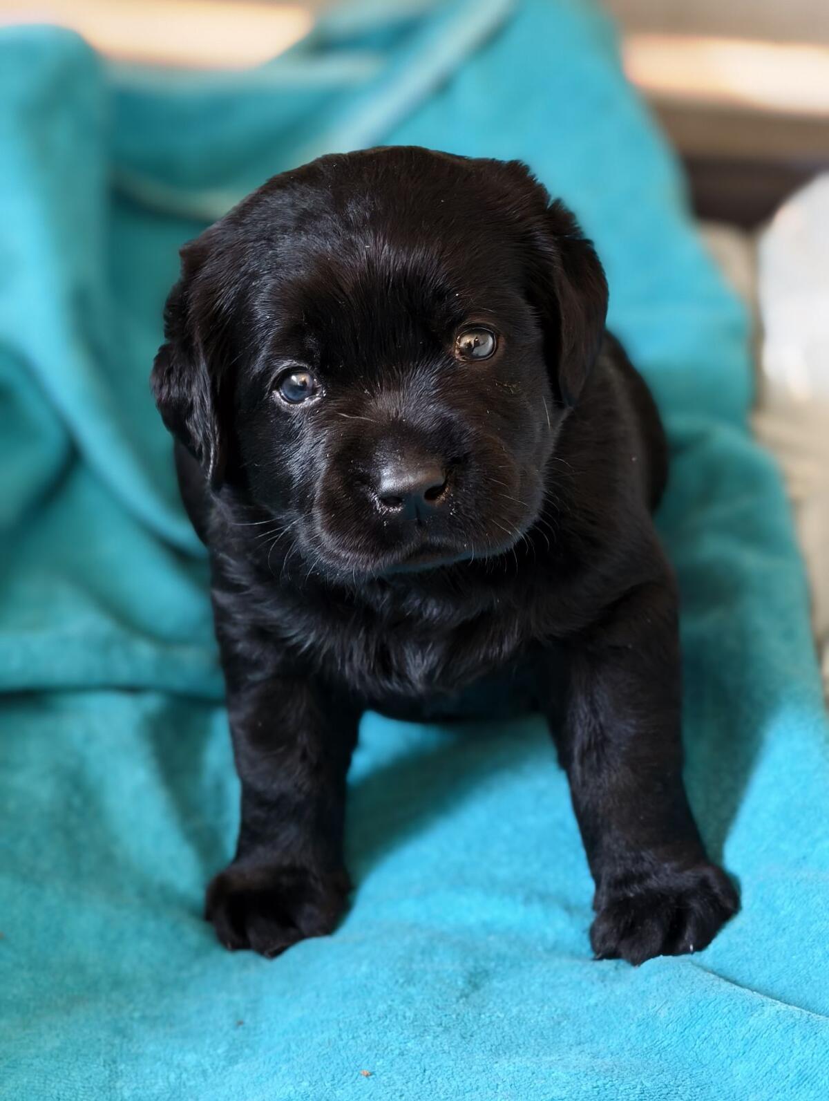 Labradorwelpen mit Ahnentafel 3