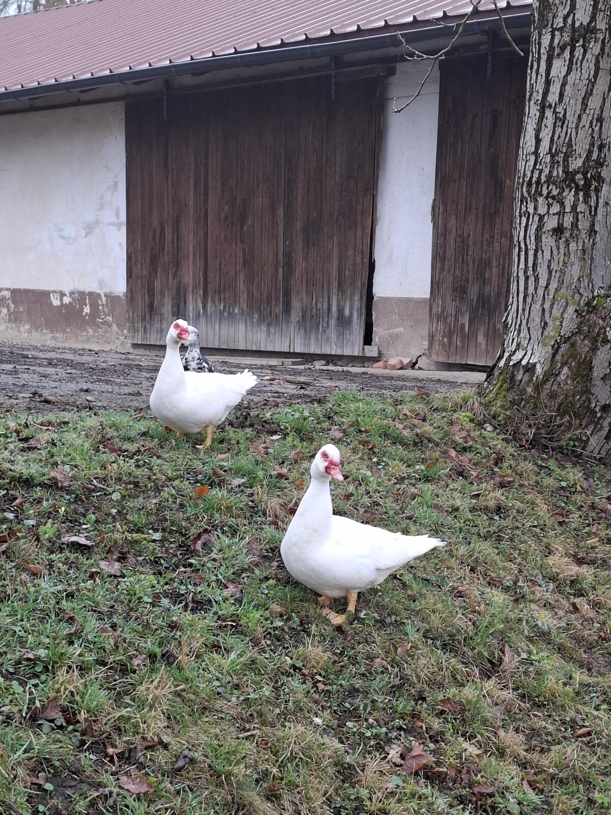 Moschusenten 2