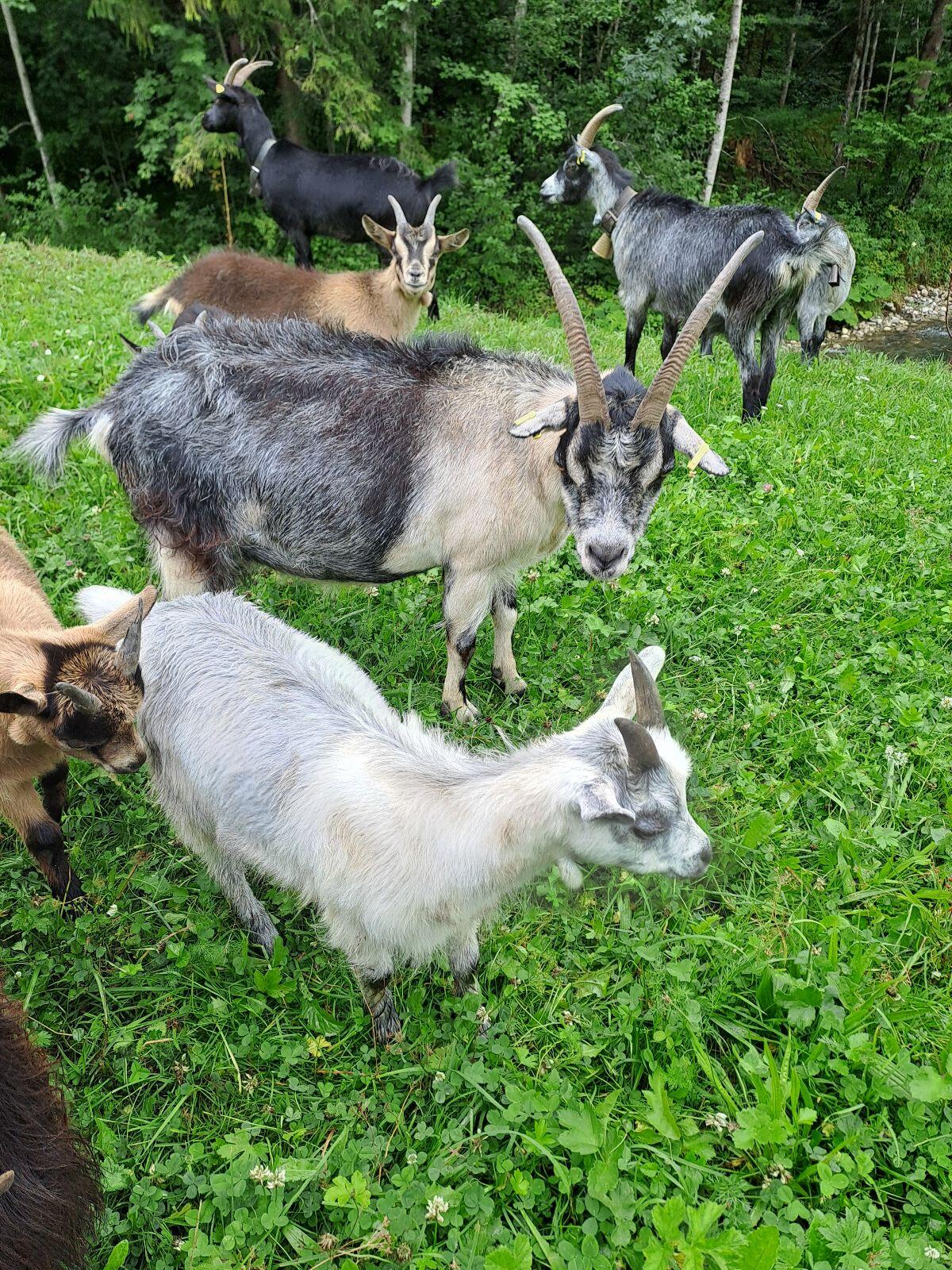 Passeirer Gebirgsziege 2