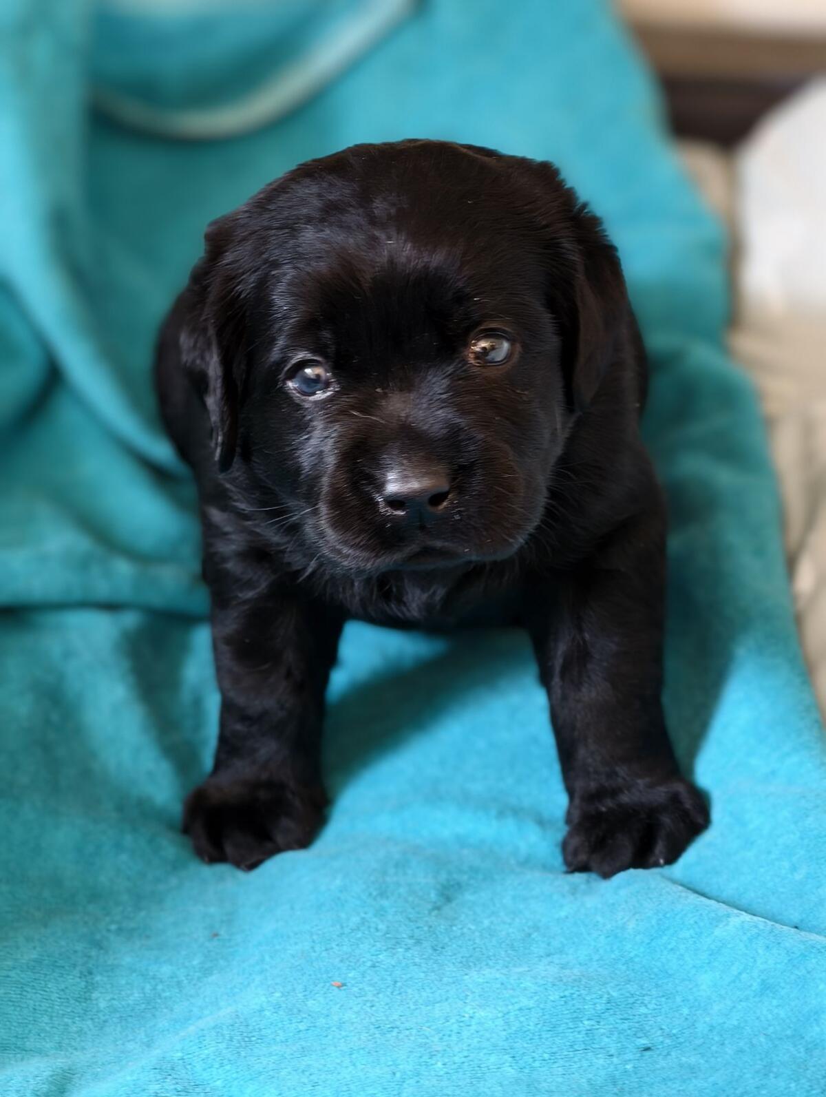 Labradorwelpen mit Ahnentafel 2