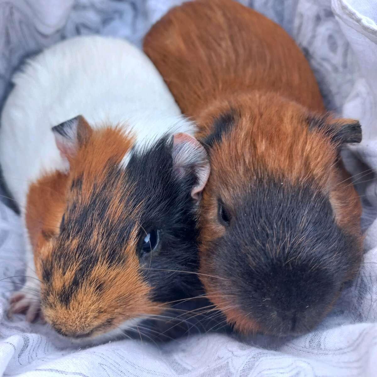 Meerschweinchen 3