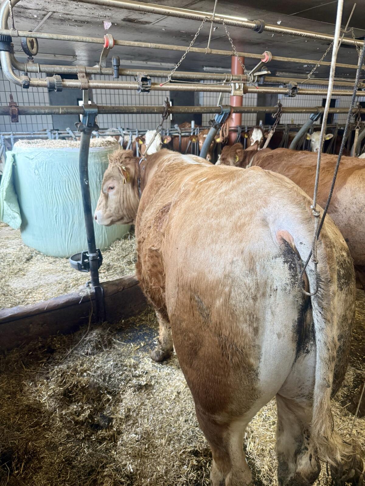 Blonde d‘ Aquitaine 2