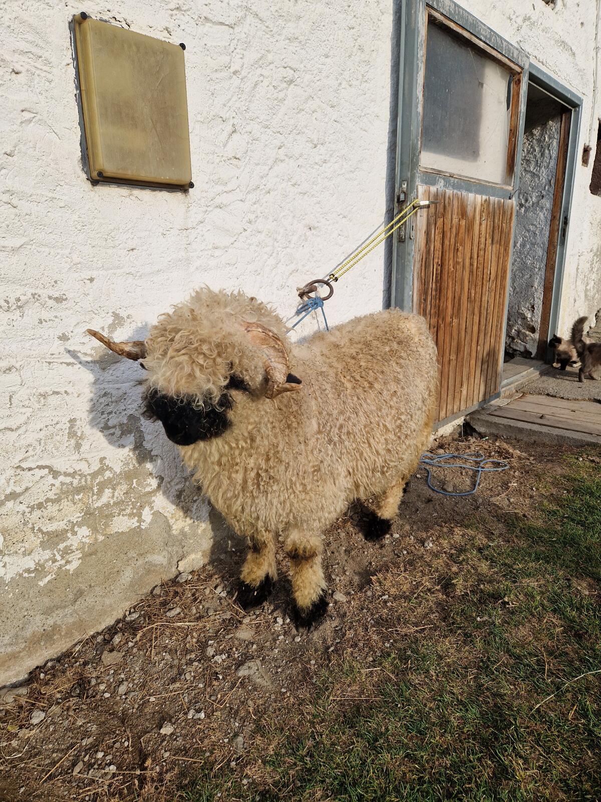 Waliser Schwarznasen Widder 3