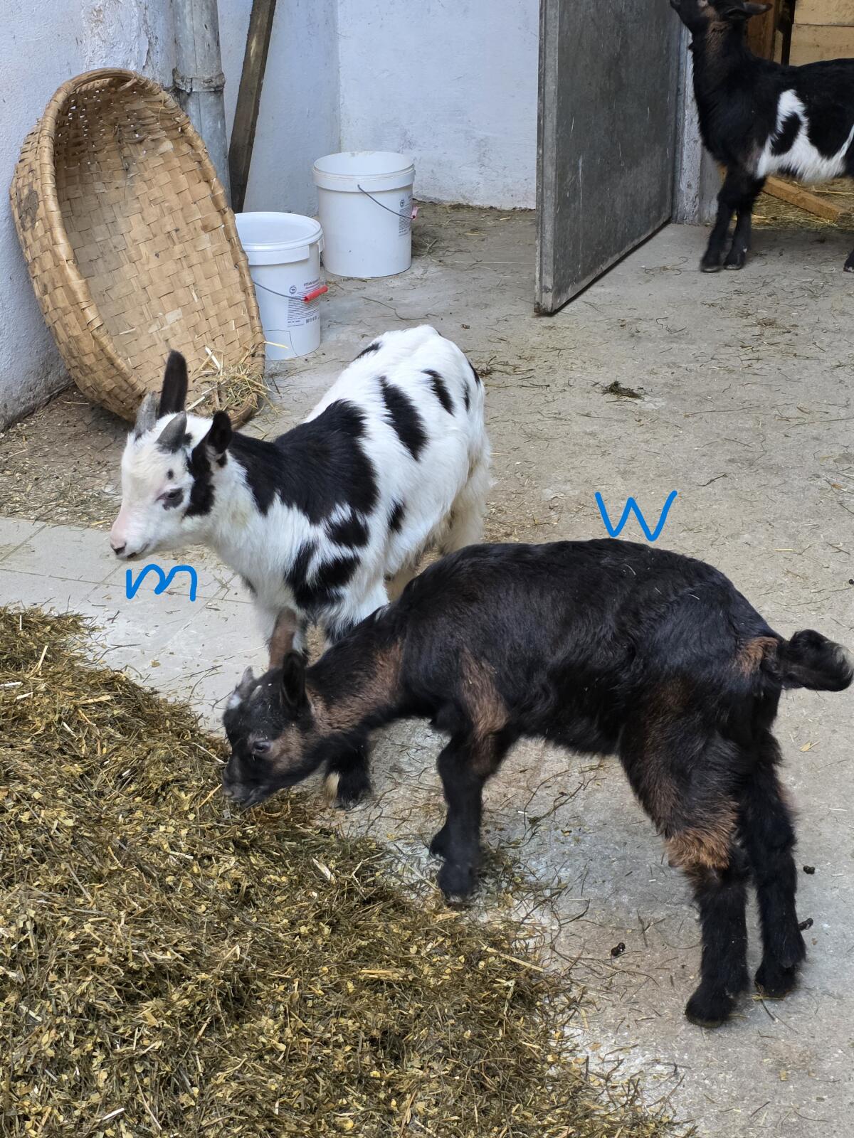 Tauernscheckenkitze 2