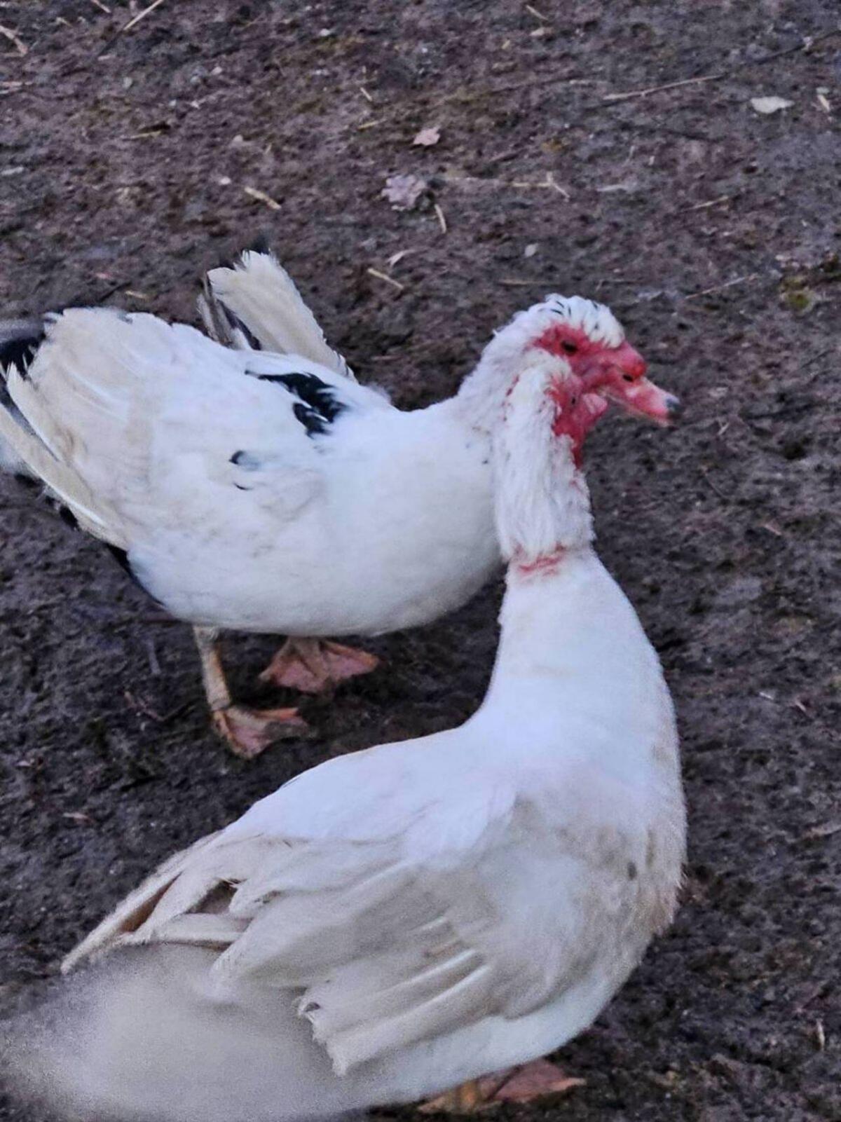 Verschenke Warzenenteriche 2
