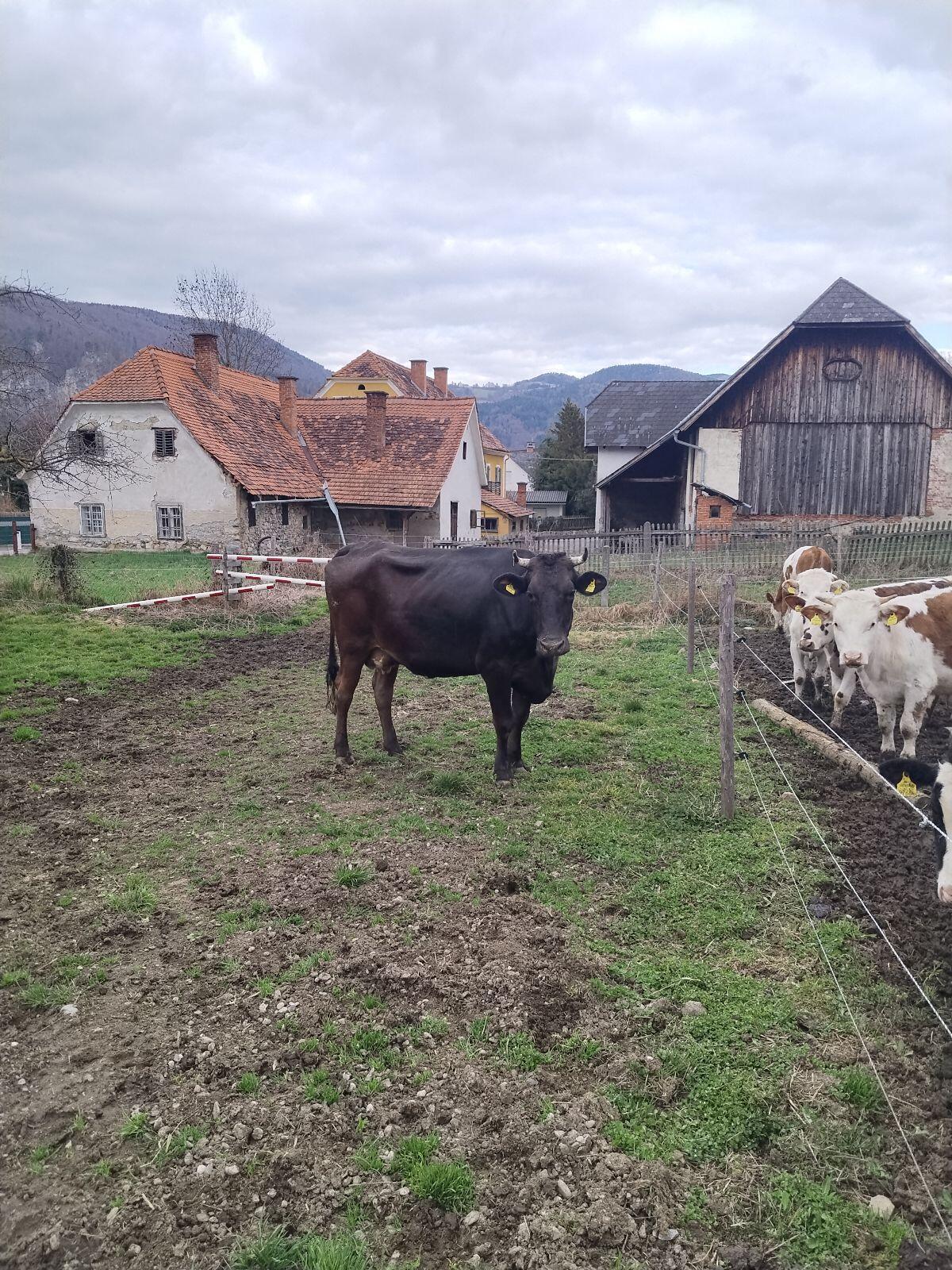 Verkaufe Trächtige Kuh 2