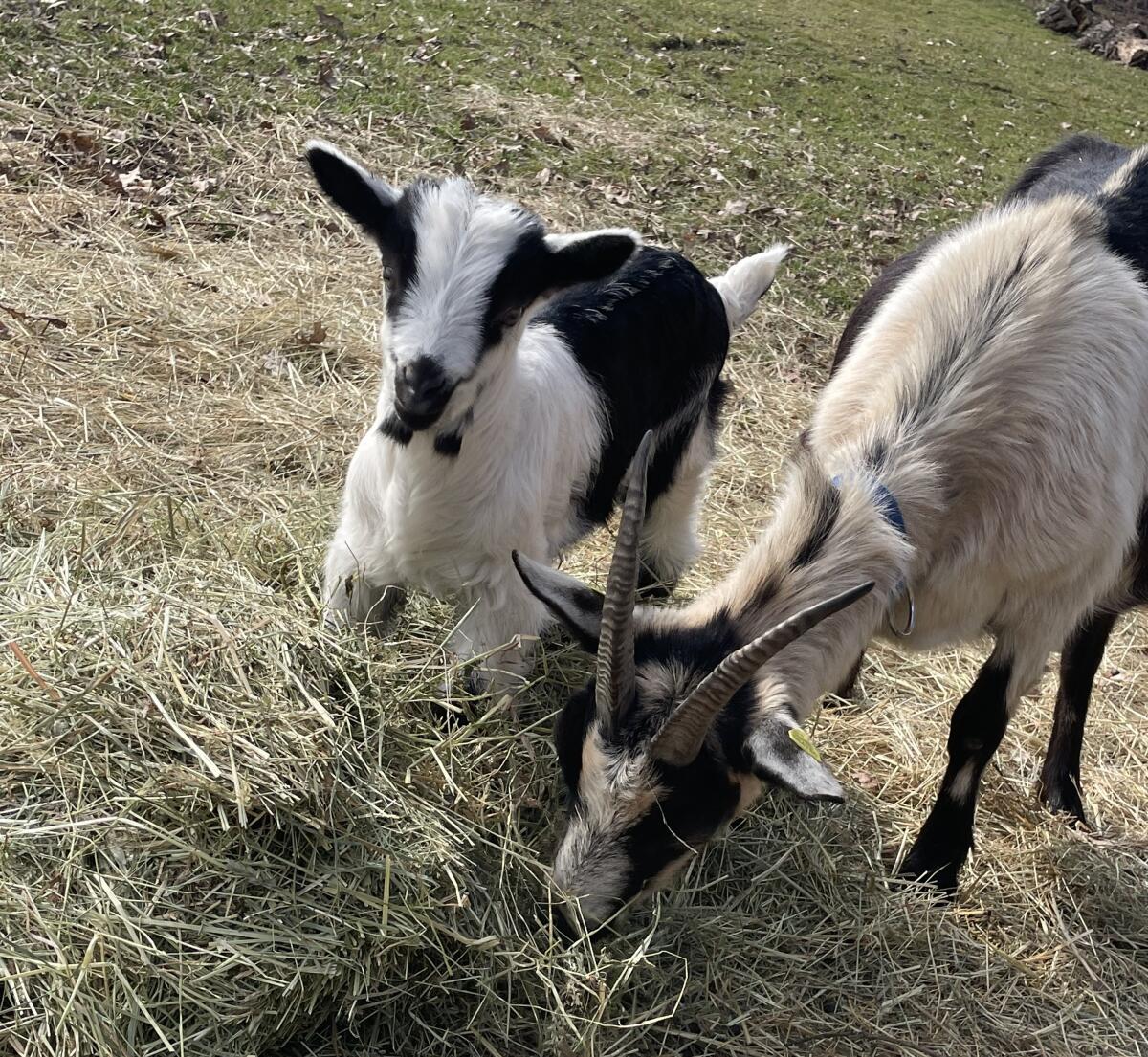 Junger Pfauenziegenbock 3