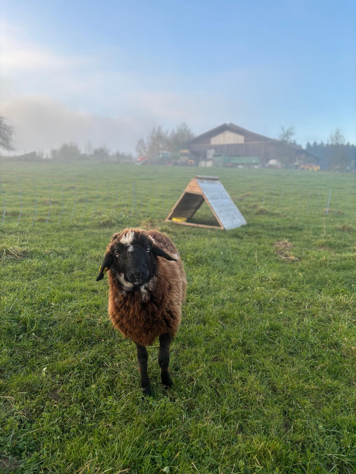 Original Montafoner Steinschaf Bock Widder 2