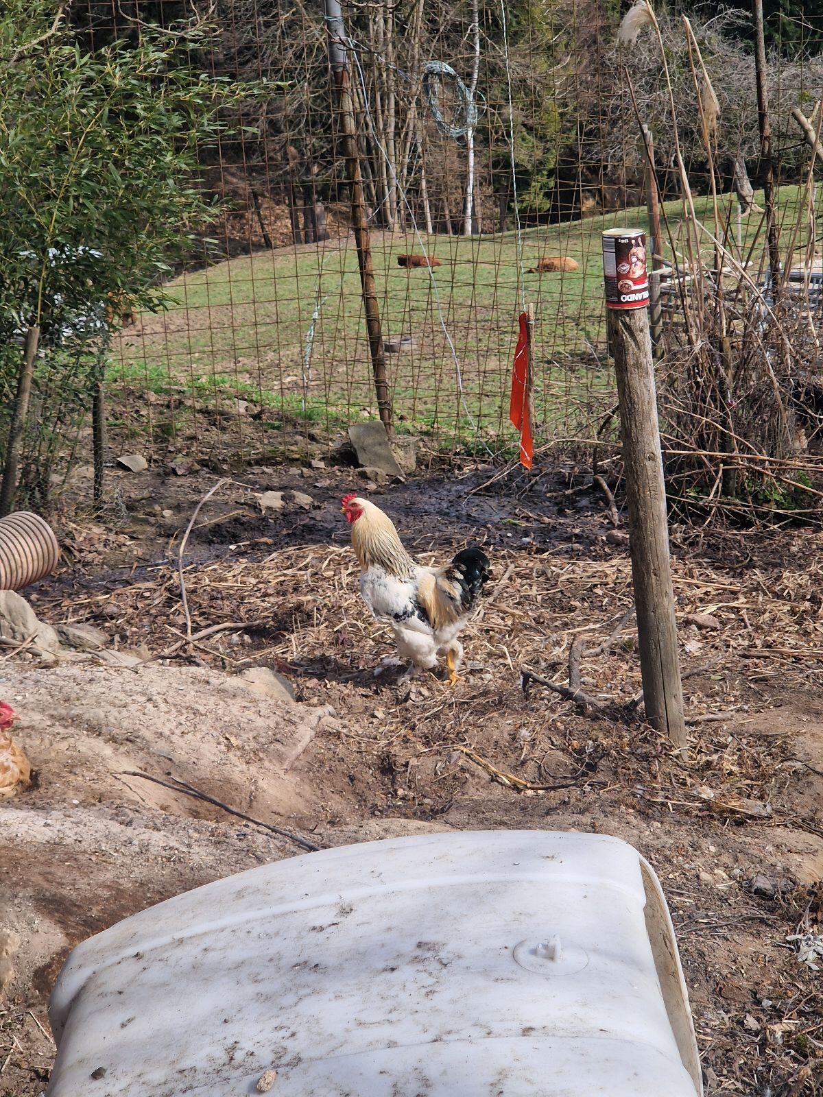 Hahn/Hähne zu verschenken 3