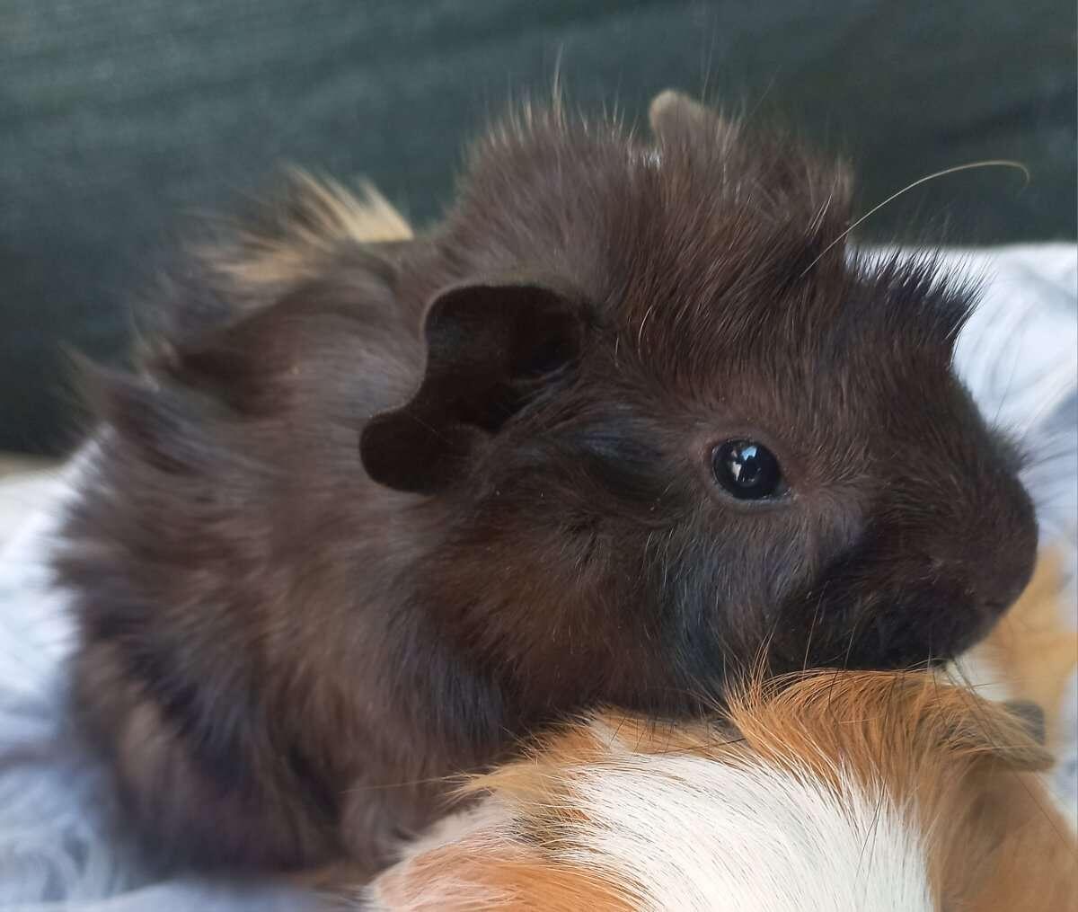 Meerschweinchen 3
