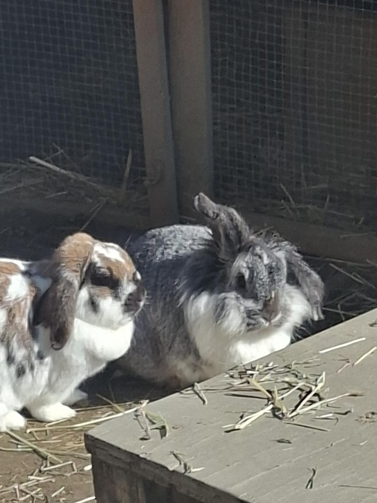 Kaninchen 3