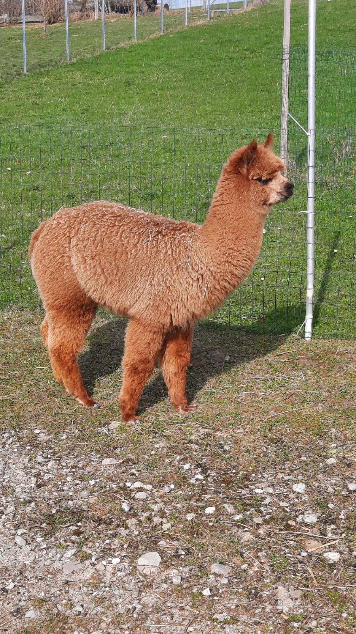 Alpaka Junghengste 2