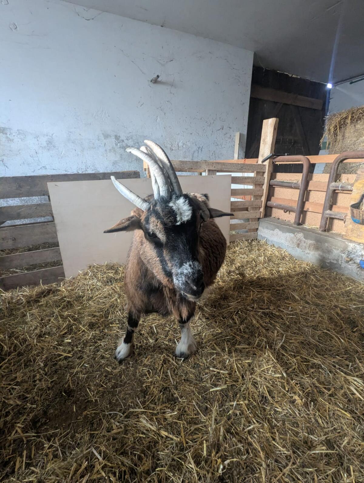 Vierhorn-Zwergziege 2