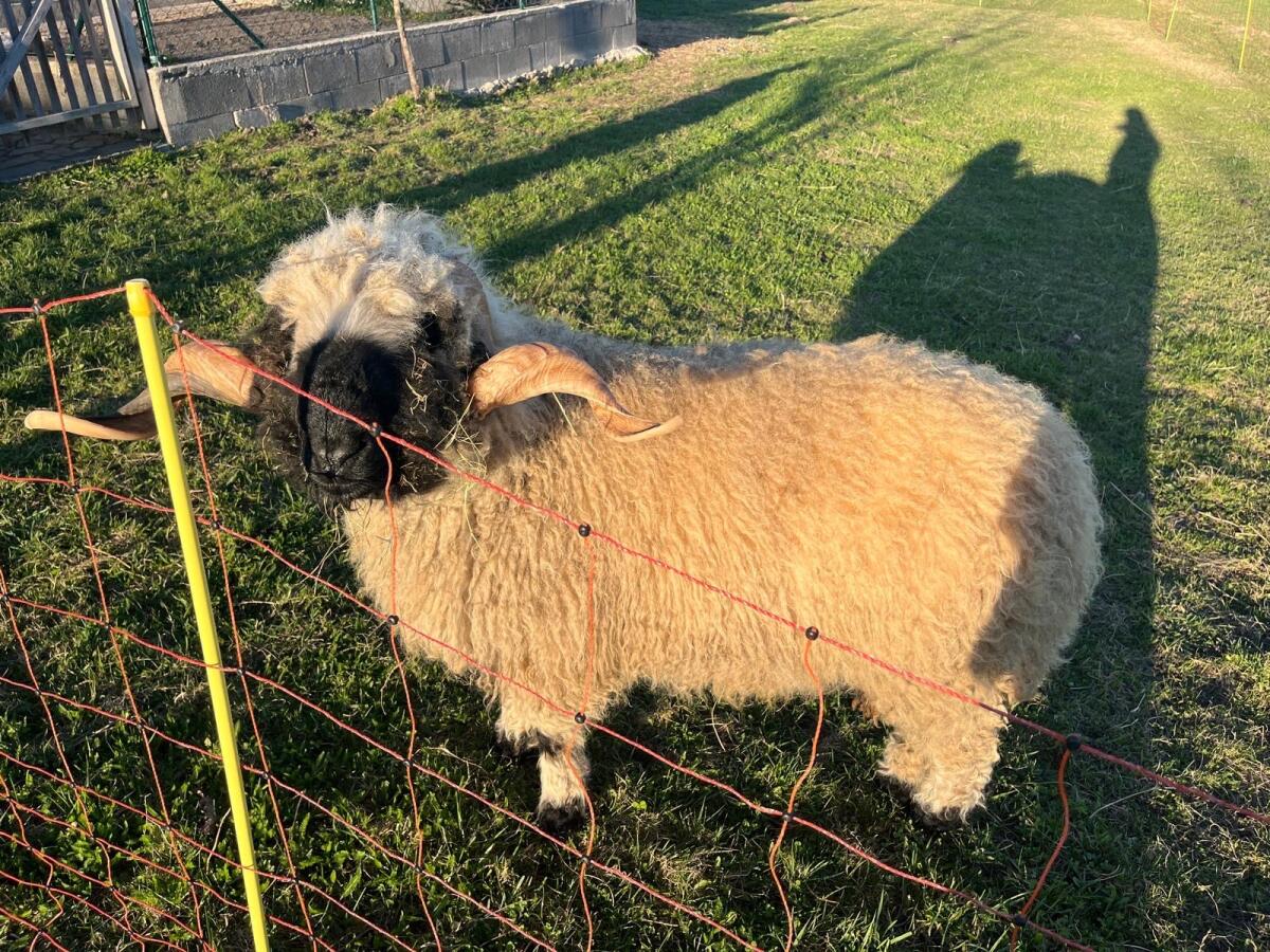 Walliser Schwarznasenschaf Widder HB 3