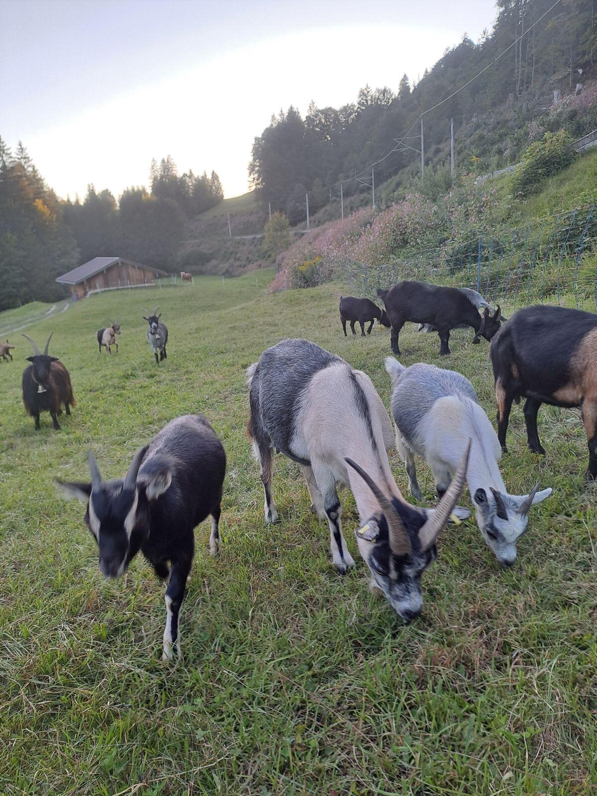 Passeirer Gebirgsziege 3