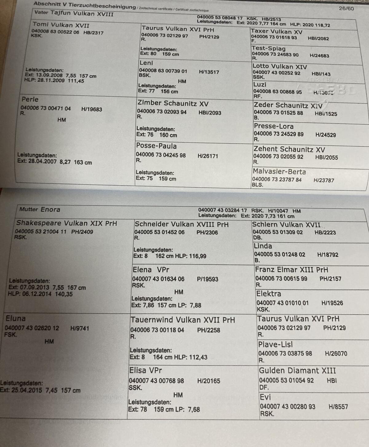 Noriker Jährlingsstute 3