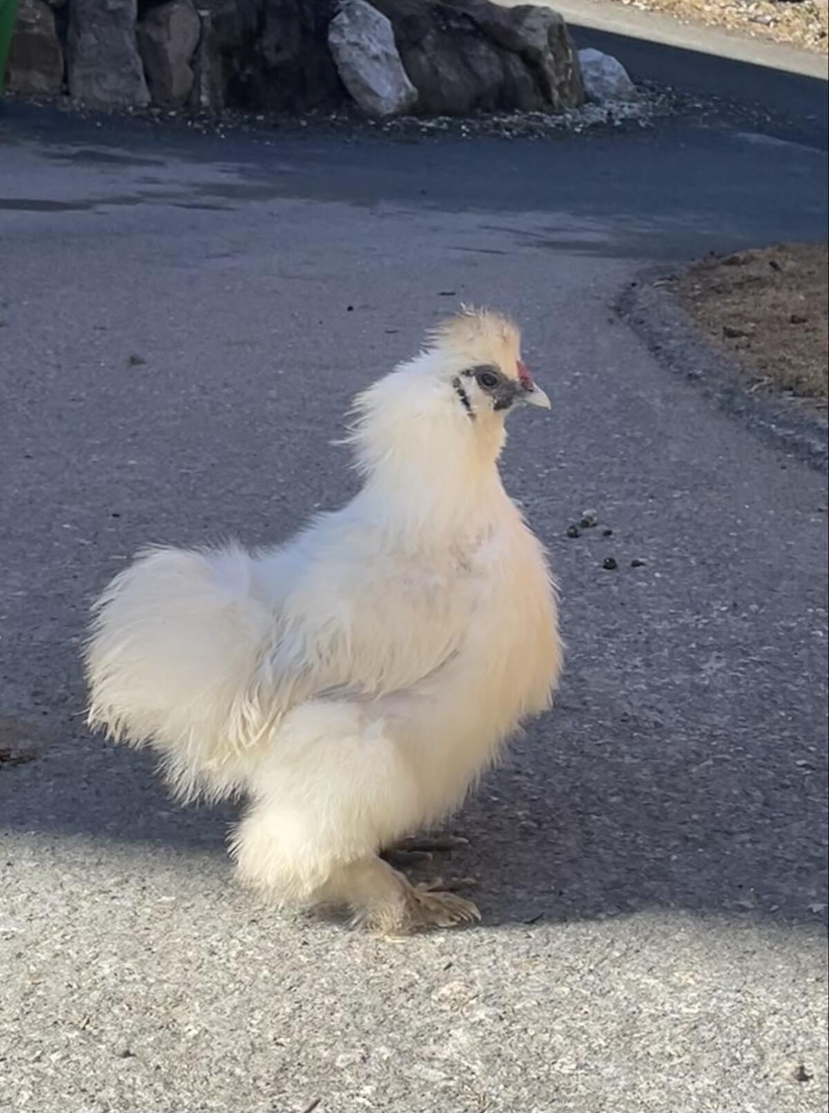 Zwergseidenhahn weiss 2