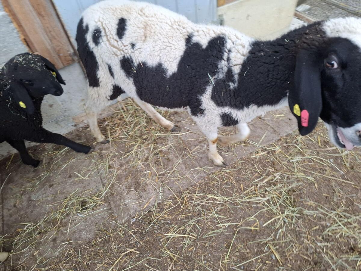 Weibliches Bergschaf 3