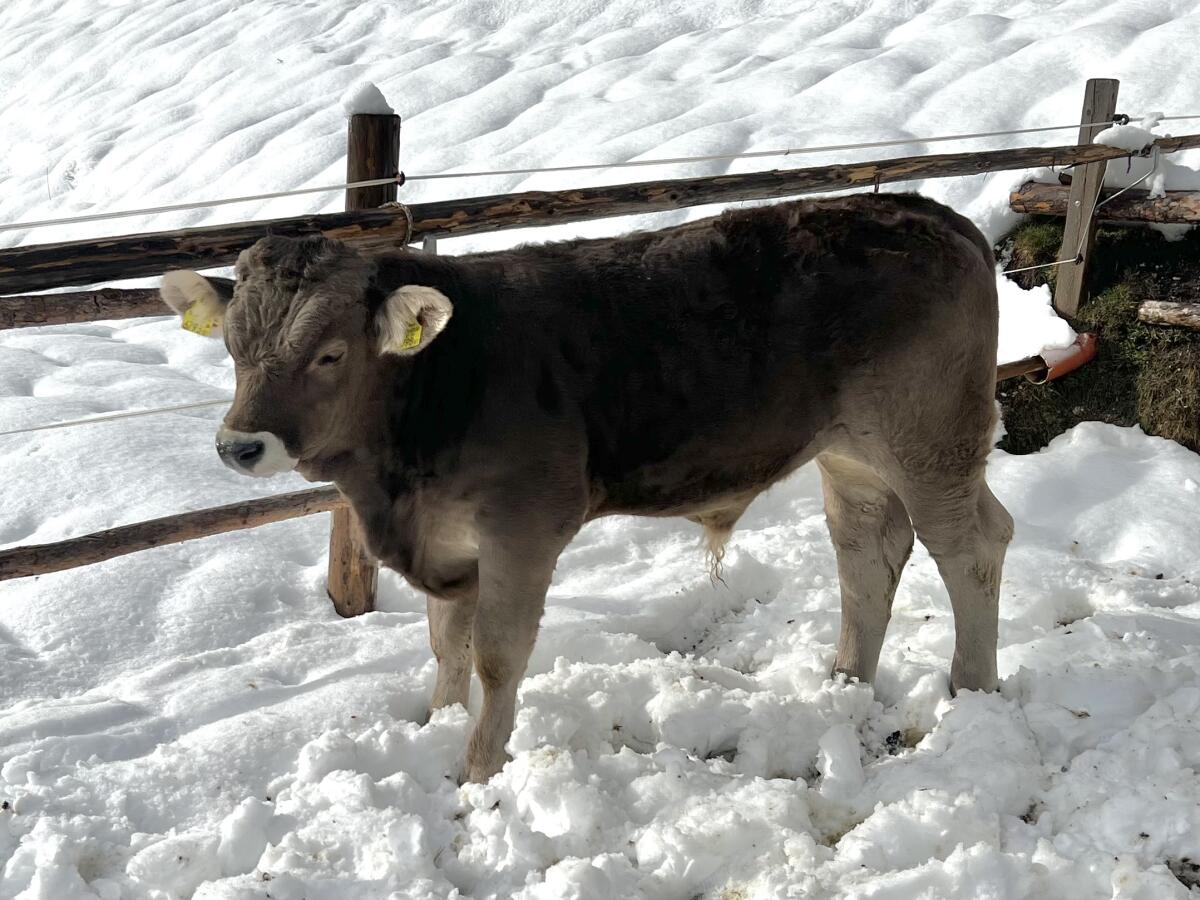 Schweizer Original Braunvieh Stier 2