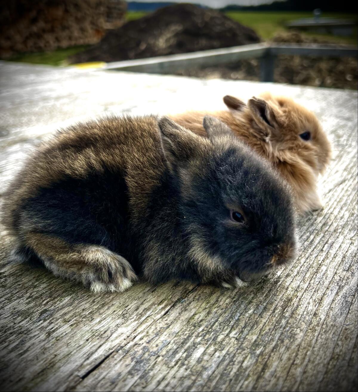 Zwergkaninchen Löwenkopf 3