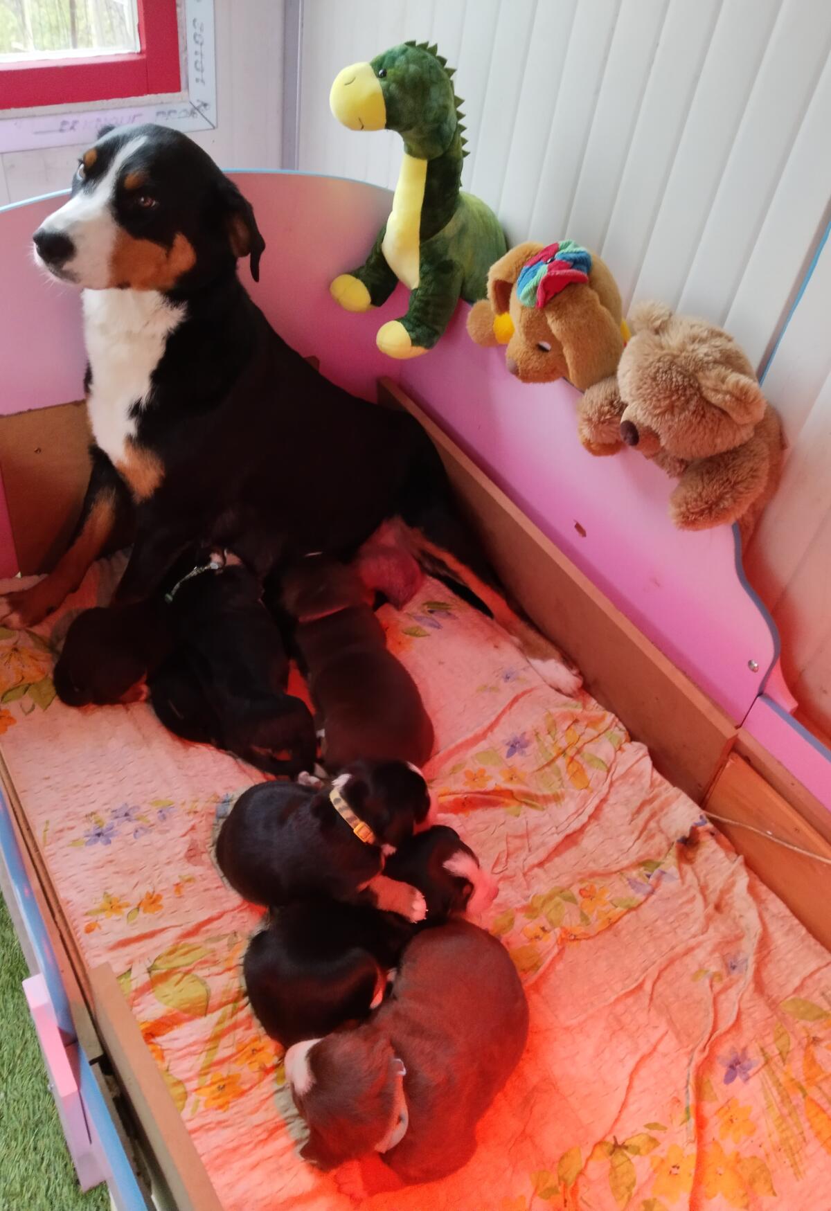 Appenzeller Entlebucher Welpen 2