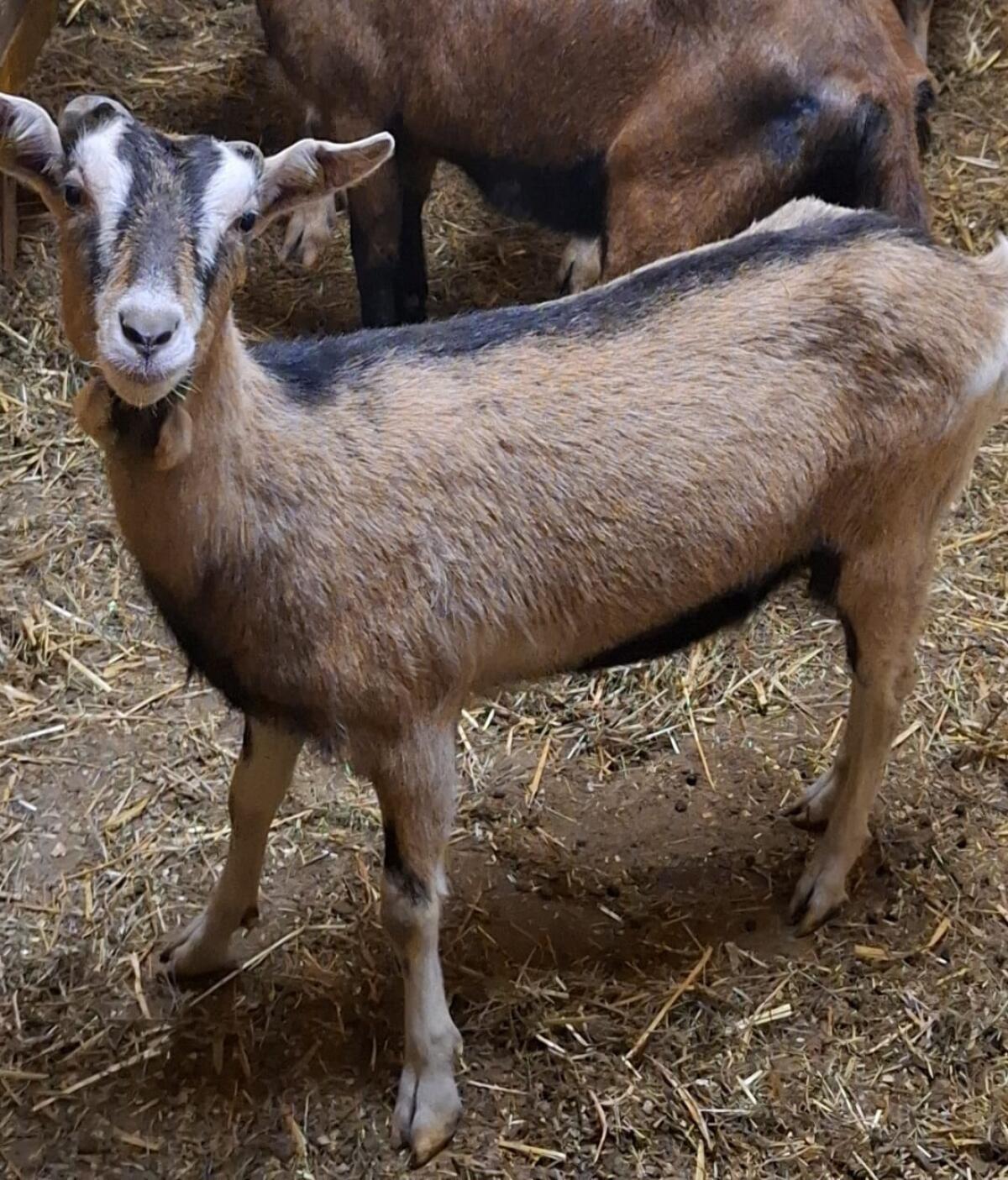 Ziege zu verkaufen 2